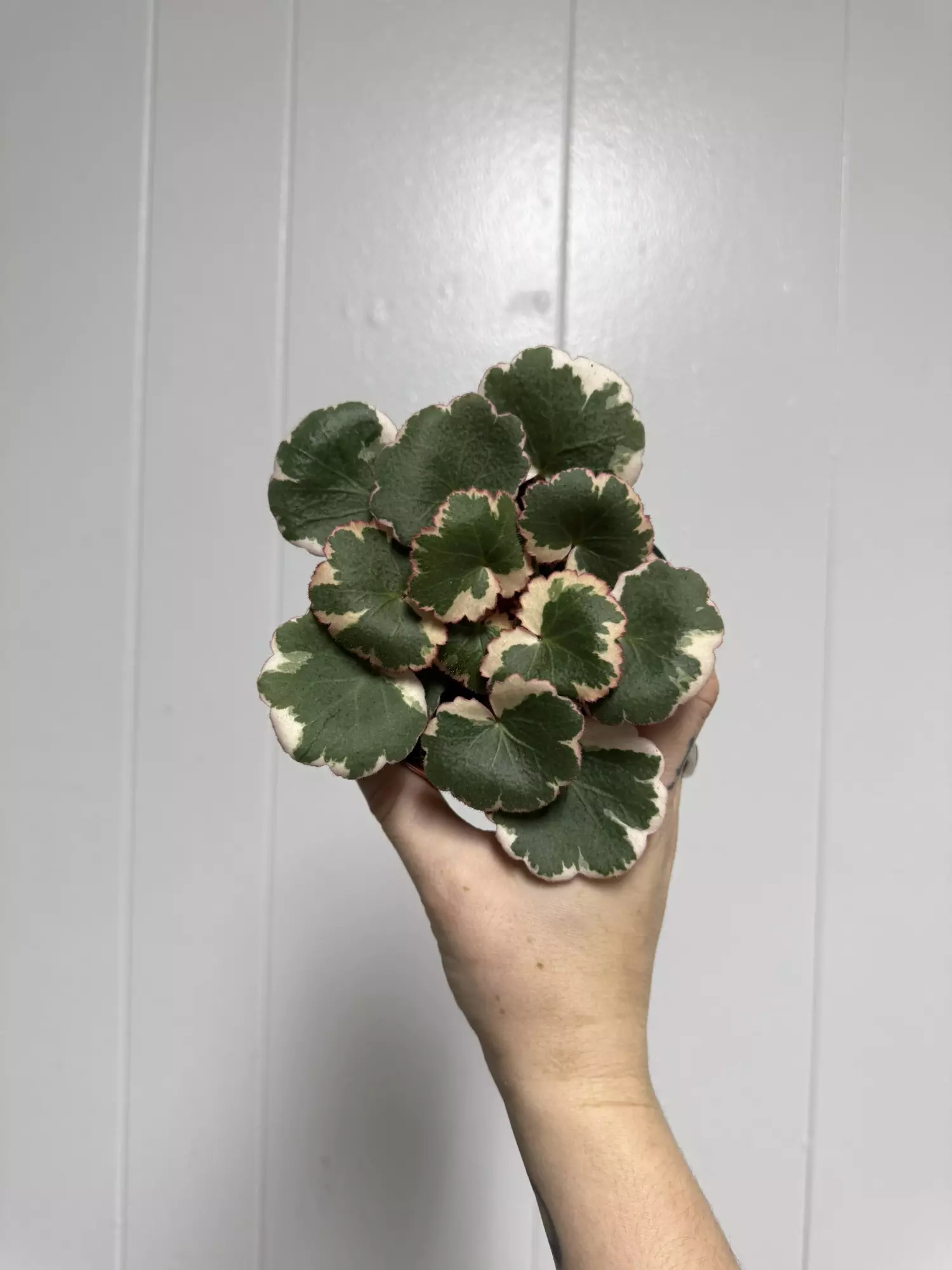 plant/Strawberry Begonia 4”-0