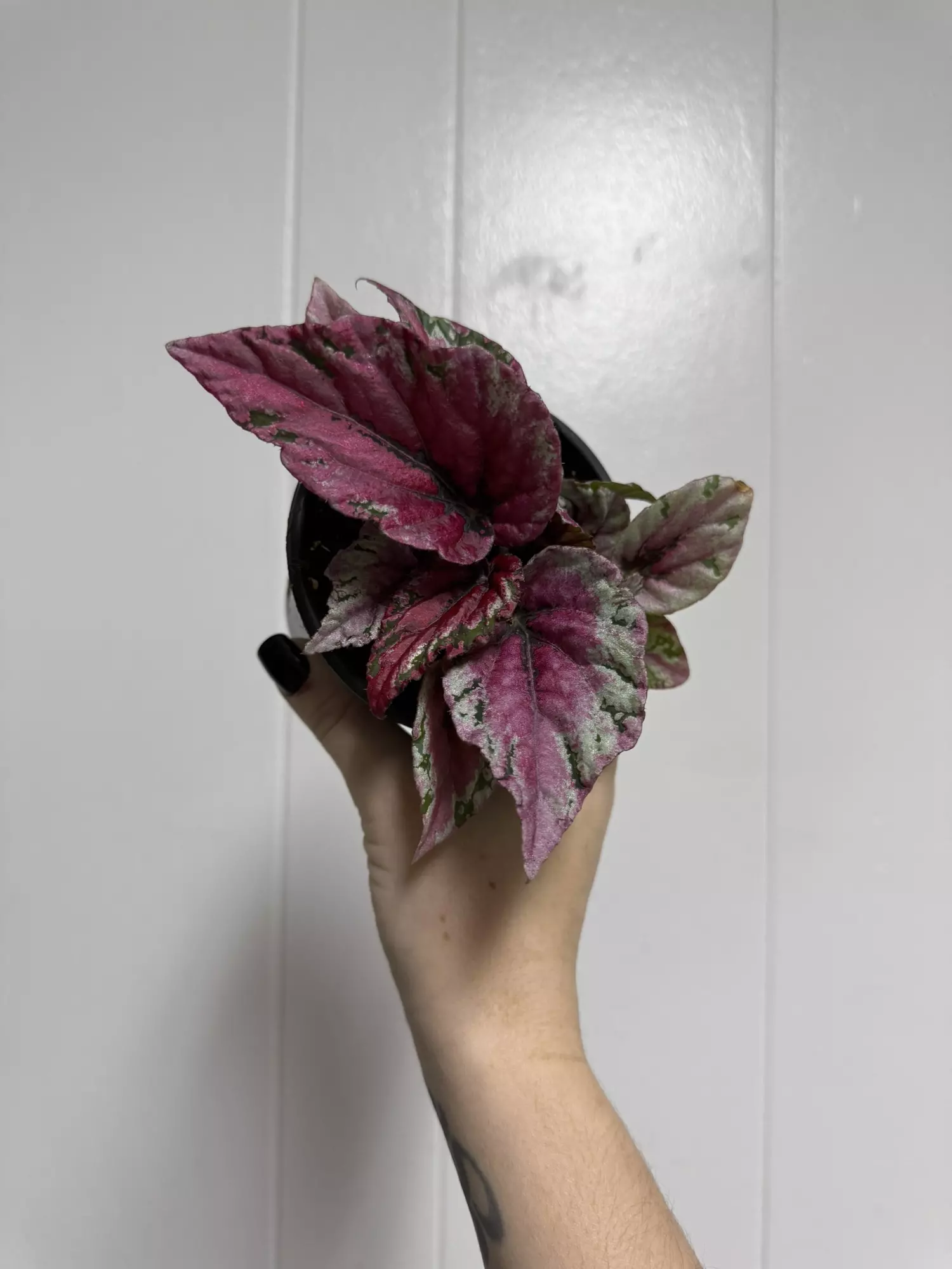 plant/Begonia Maui Sunset 4”-0