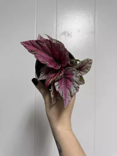 plant/Begonia Maui Sunset 4”-0-thumbnail