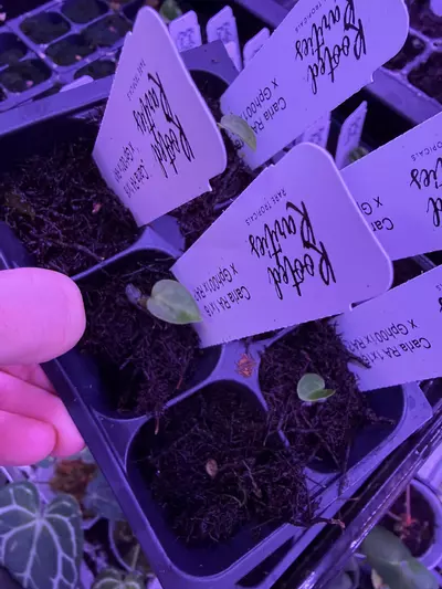 plant/GC Carla 1x16 x Carla gph001 x ra ?-0-thumbnail