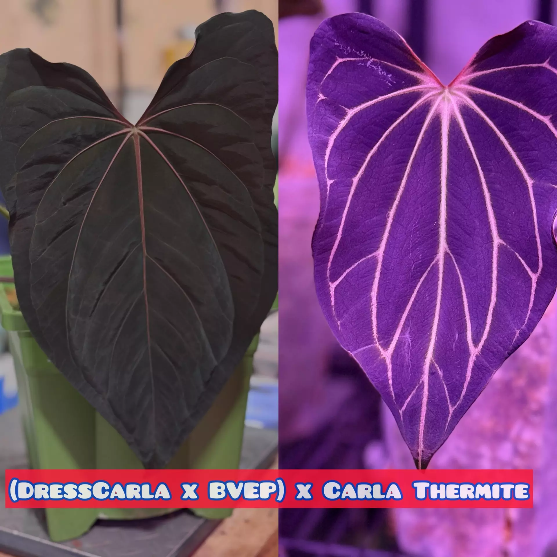 plant/Bulk (10) DressCarla Bvep x Carla Thermite seed batch-0