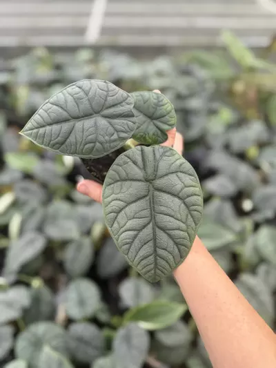 plant/Alocasia Melo 4”-0-thumbnail