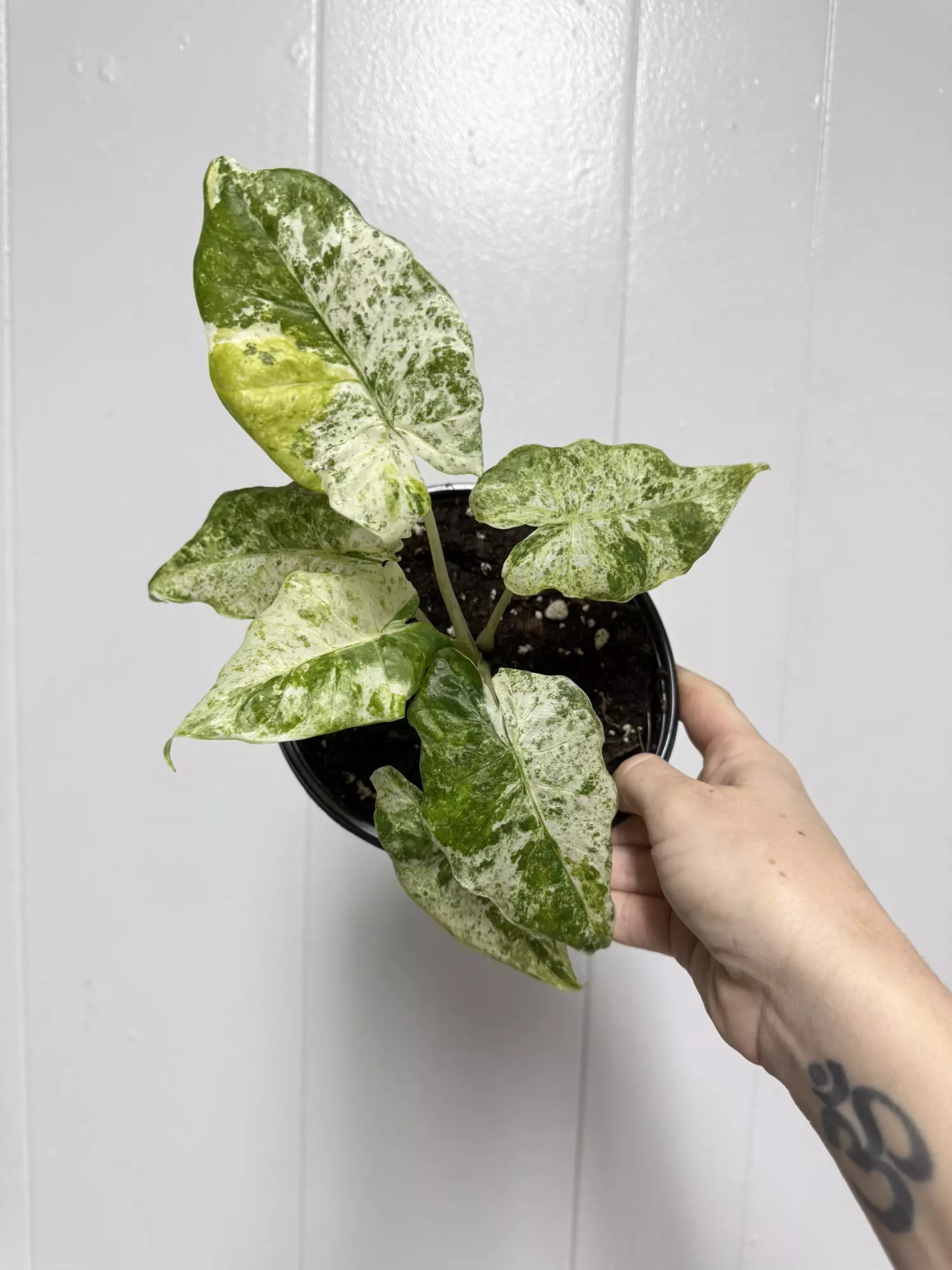 plant/Alocasia Odora Batik Tri Color-0