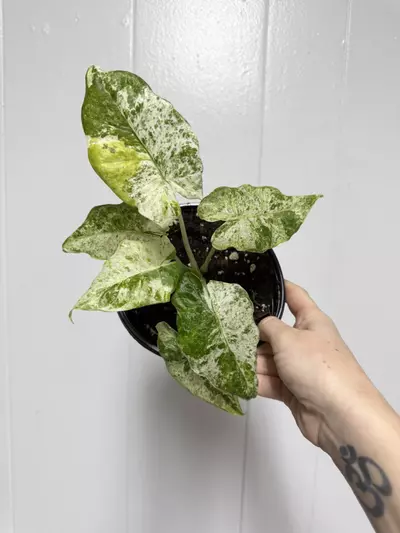 plant/Alocasia Odora Batik Tri Color-0-thumbnail