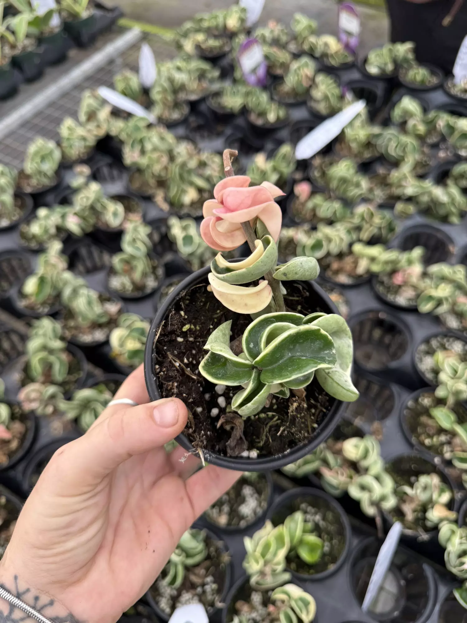 plant/Hoya Hindu Rope 4”-0