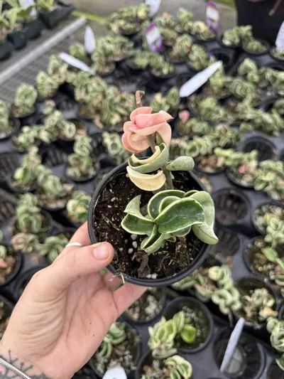 plant/Hoya Hindu Rope 4”-0-thumbnail