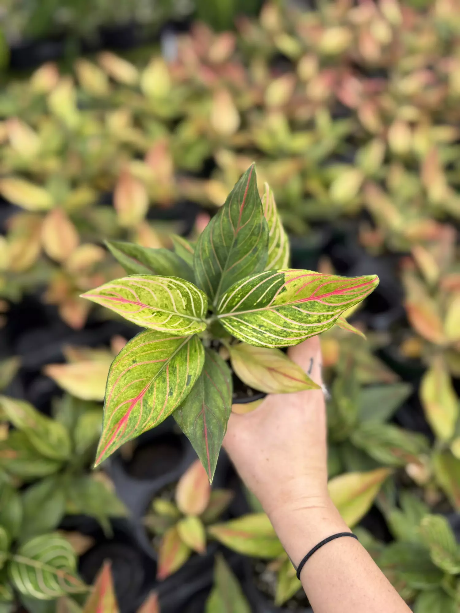 plant/Aglaoenema Red Vein 4”-0