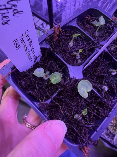 plant/GC Carla RA10 x Carla Thermite 2 sprouts-0-thumbnail