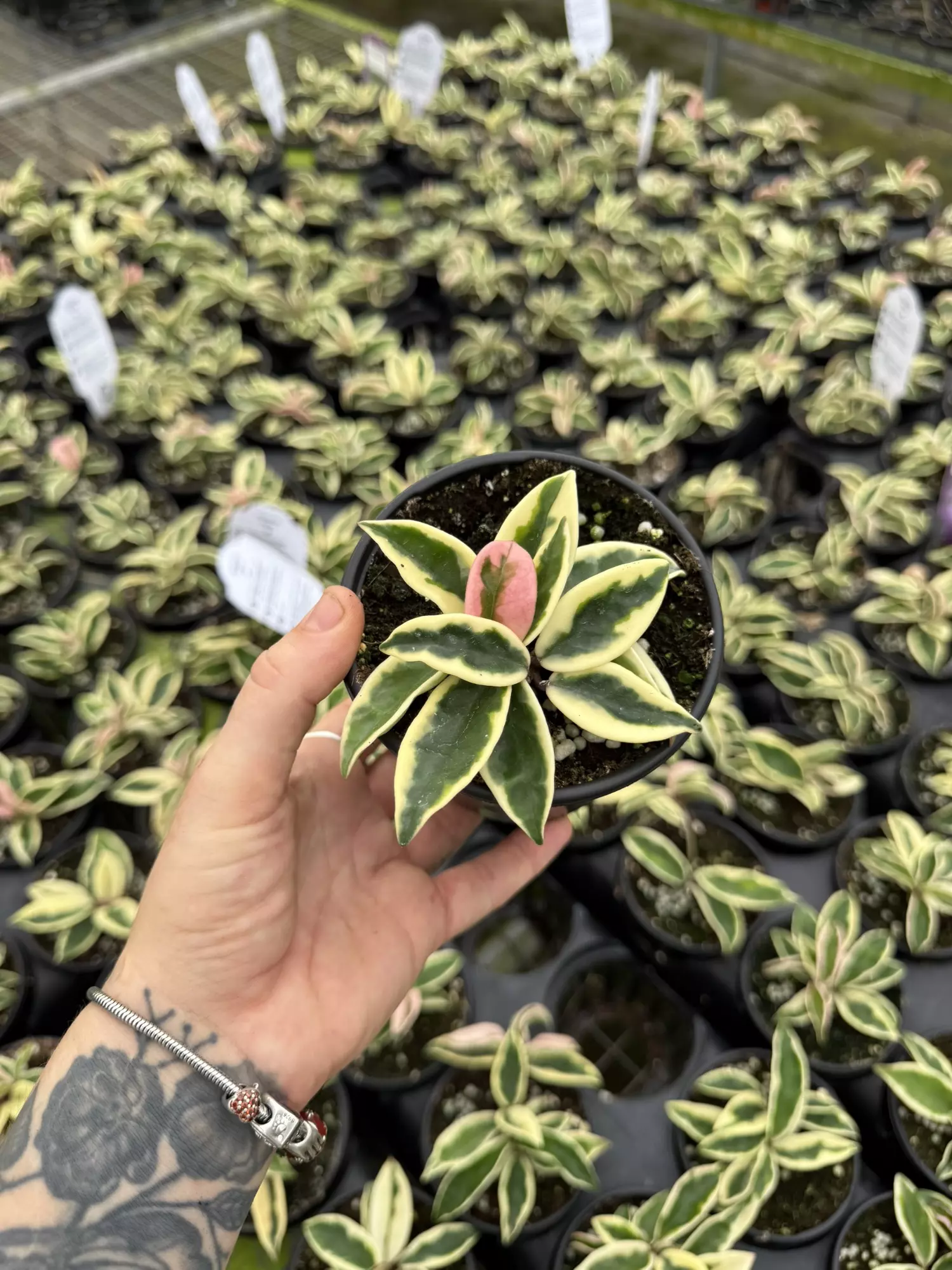 plant/Hoya Krinkle Albo4”-0