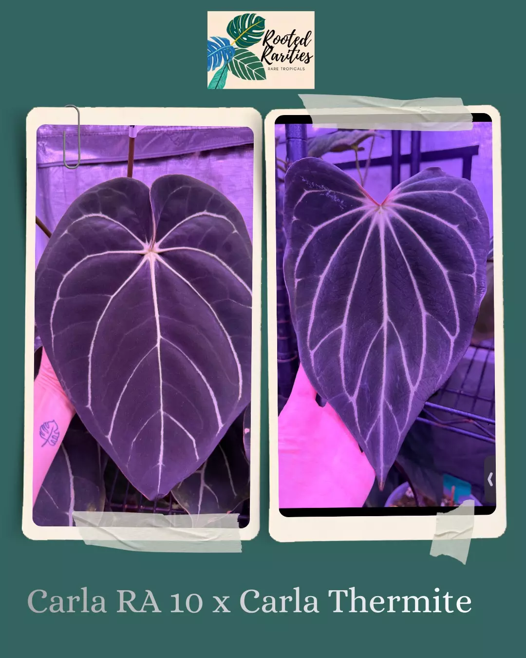 plant/Bulk (10) Carla ra 10 x Carla thermite sprouted seeds-0