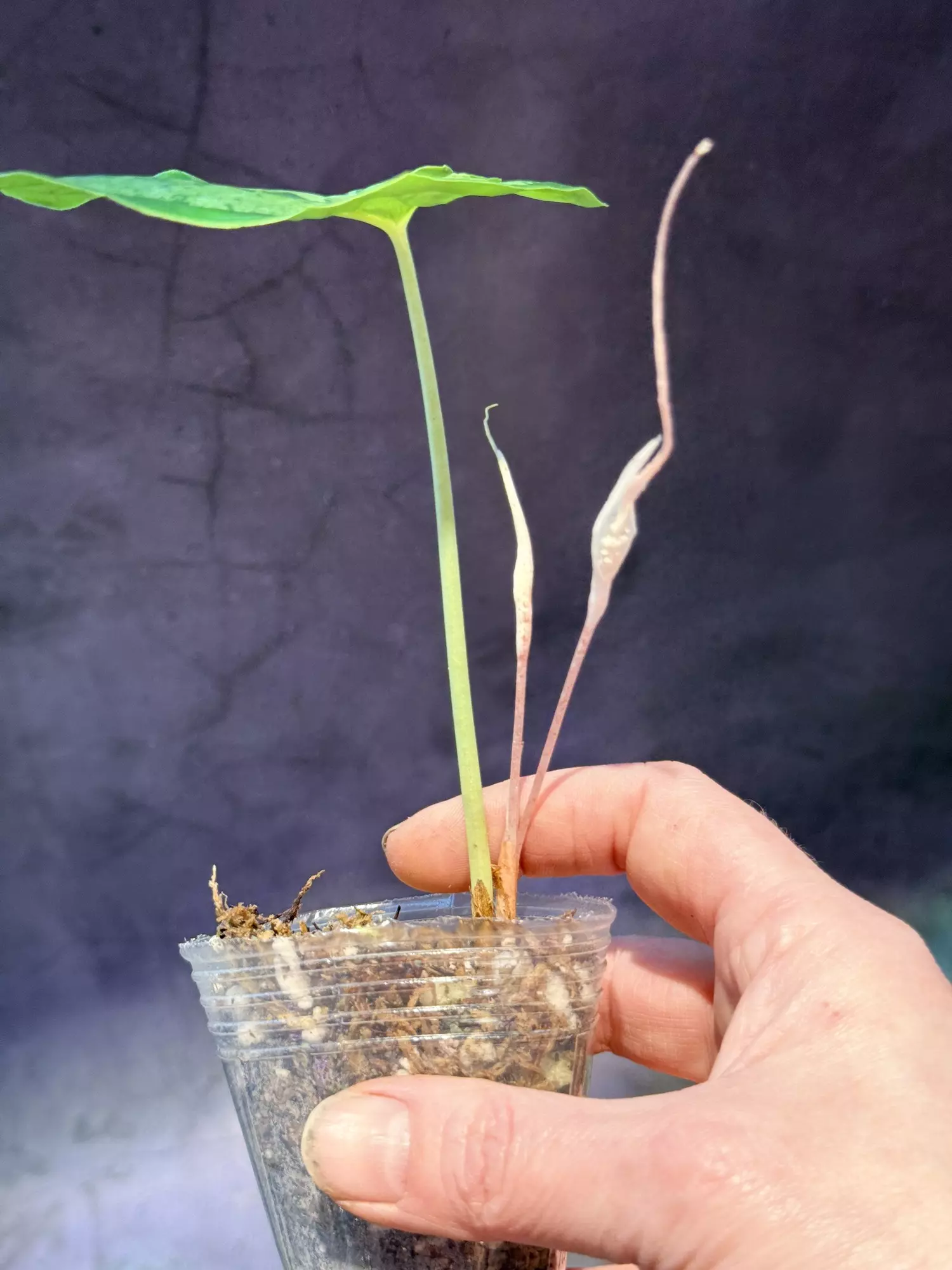 plant/Hapaline celatrix-1