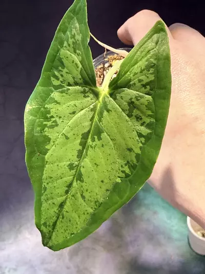 plant/Hapaline celatrix-0-thumbnail