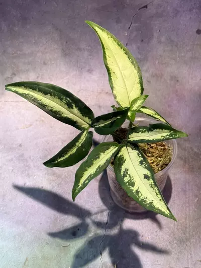 plant/Syngonium little star angustatum-0-thumbnail