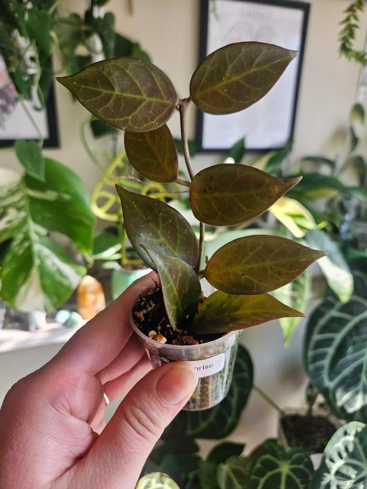 plant/Hoya sunrise-0