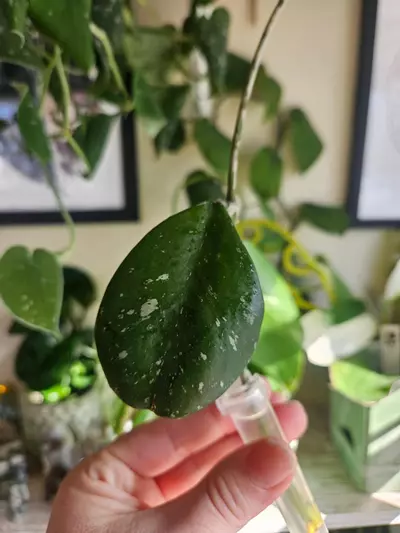 plant/Hoya obovata in water add on only-0-thumbnail