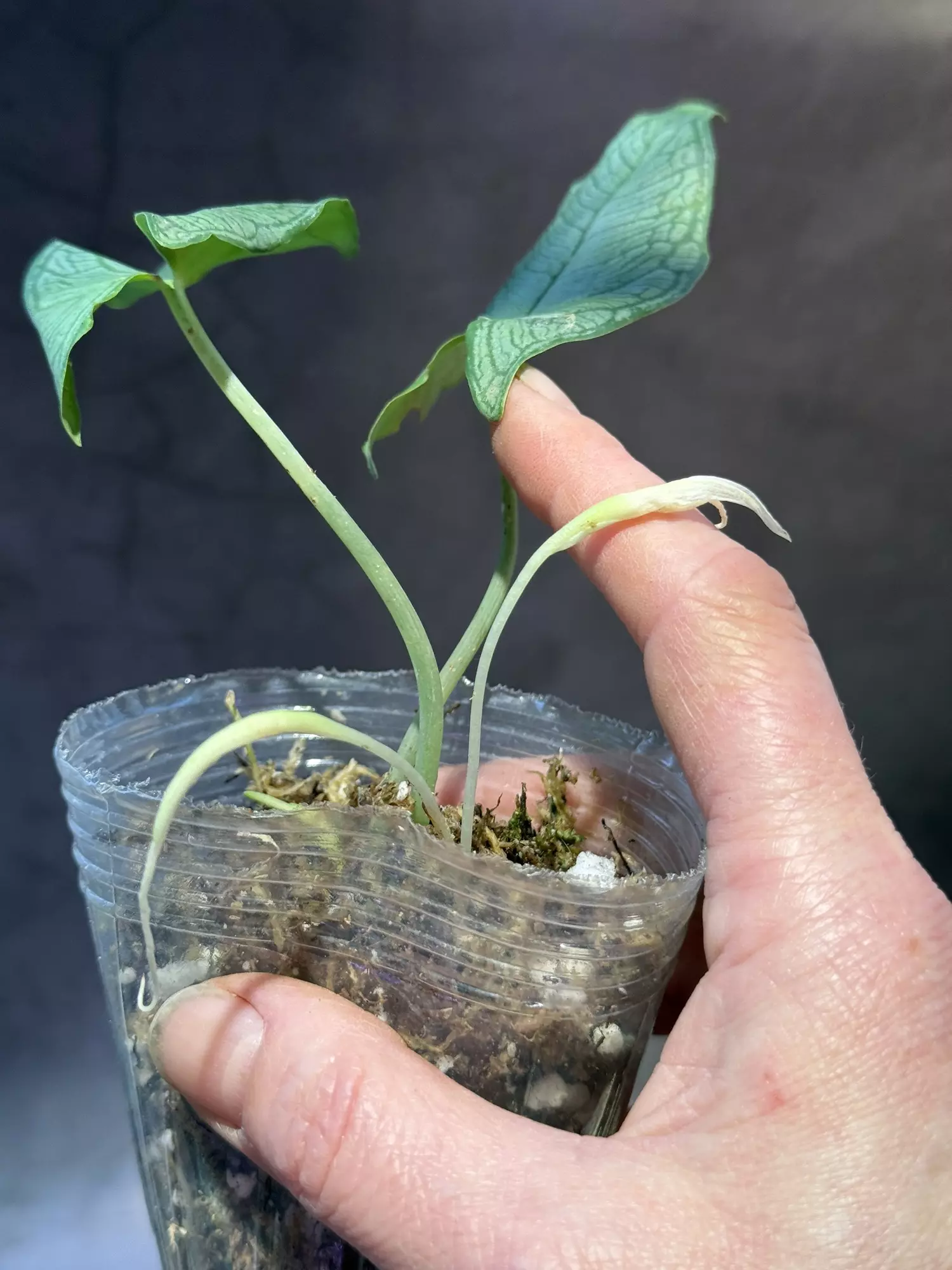 plant/Hapaline appendiculata *terrarium plant-2