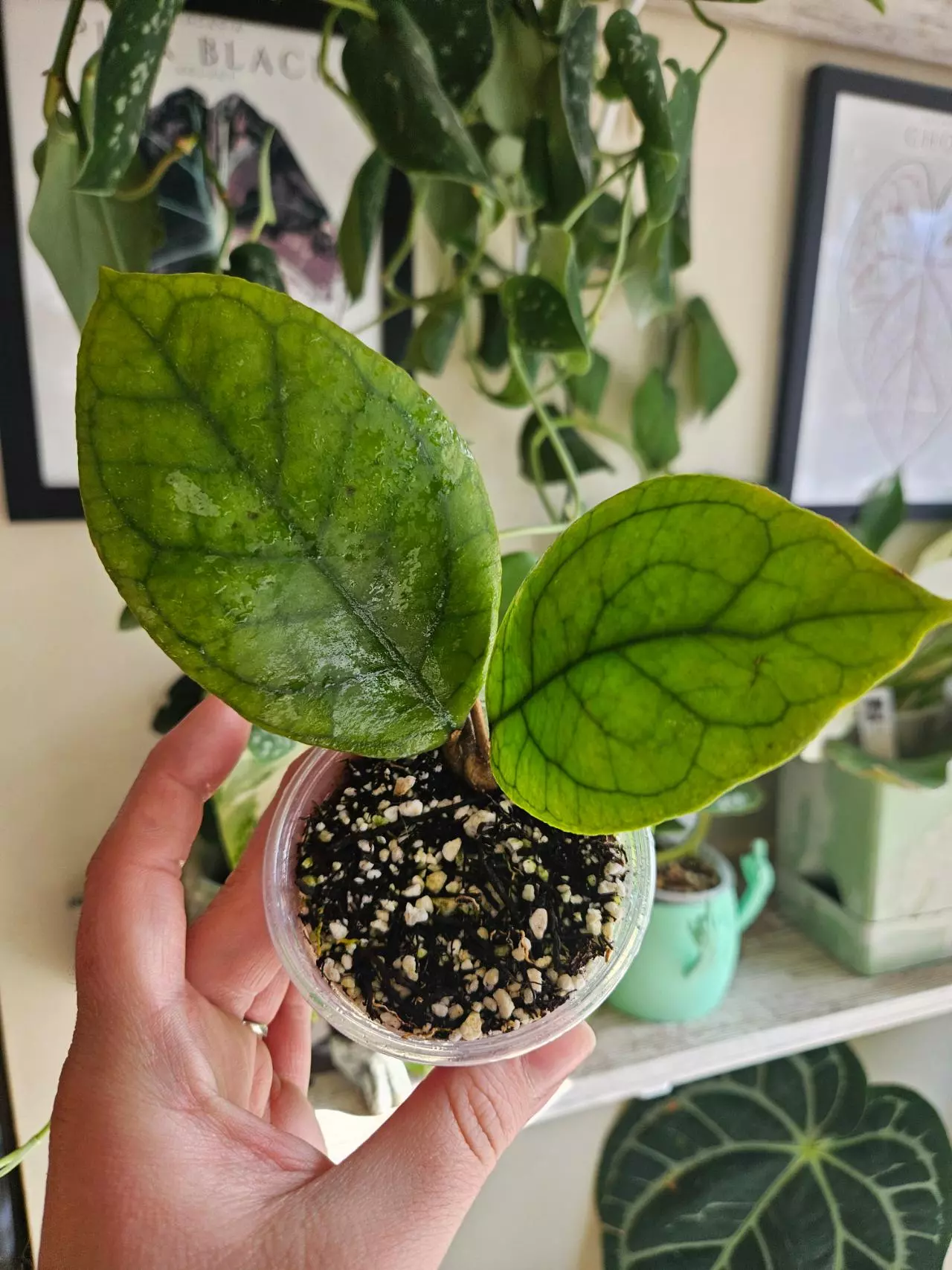 plant/Hoya irina-0
