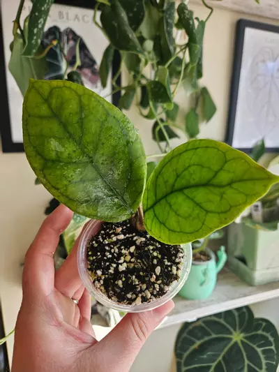 plant/Hoya irina-0-thumbnail