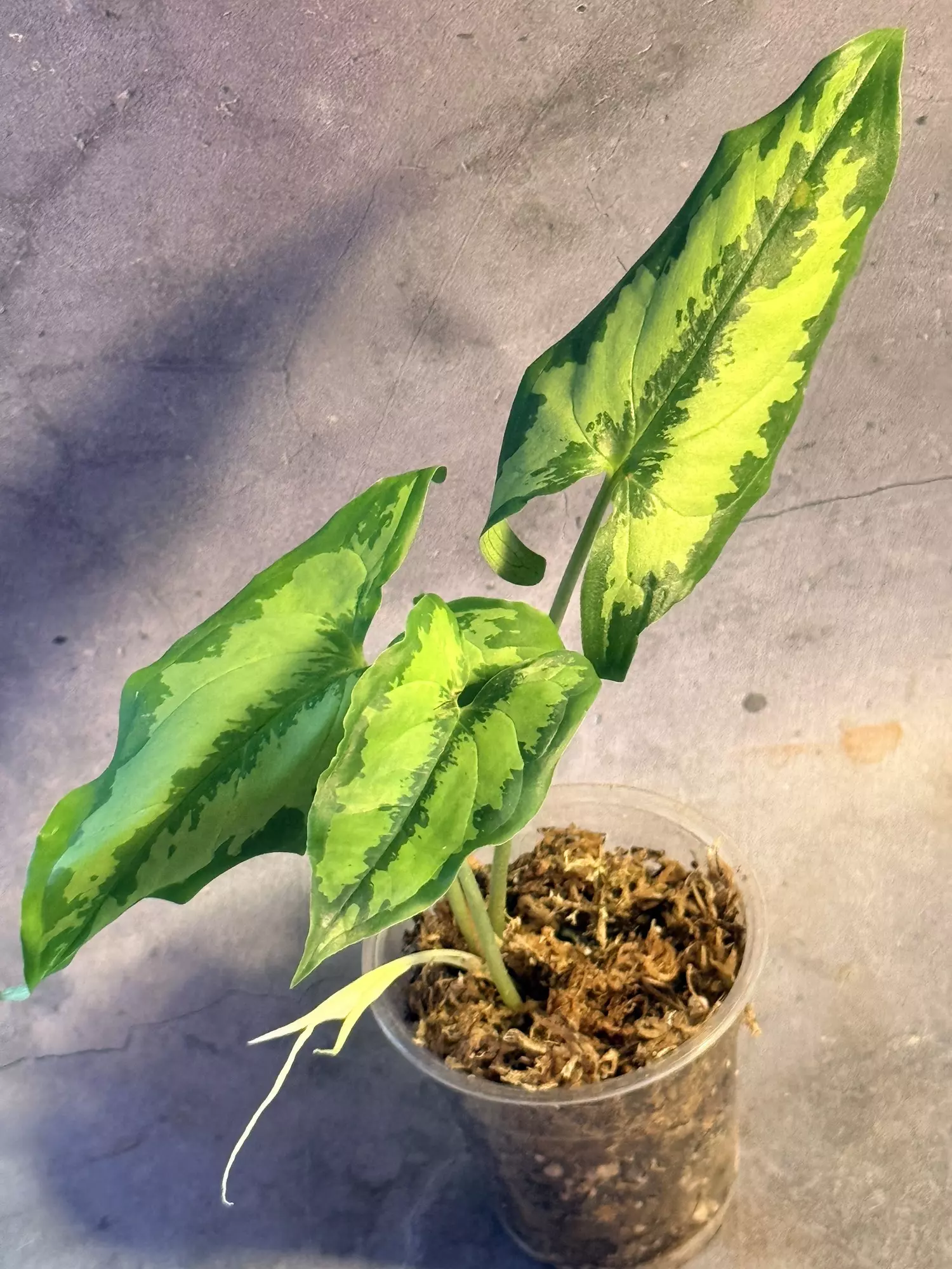 plant/Hapaline celatrix-1