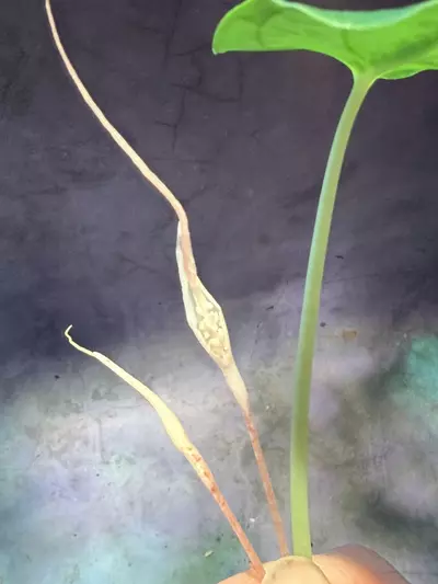 plant/Hapaline celatrix-2-thumbnail