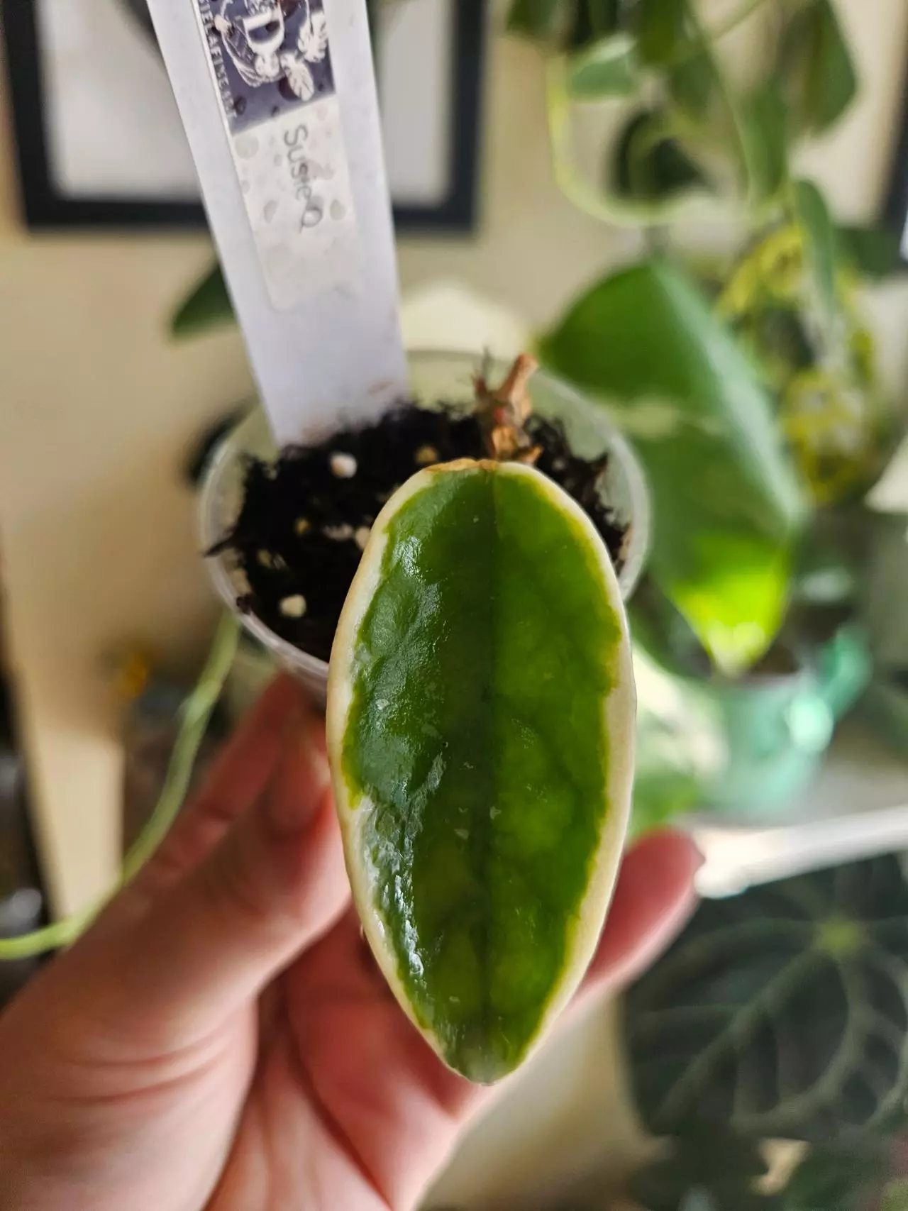 plant/Hoya suzie q -0