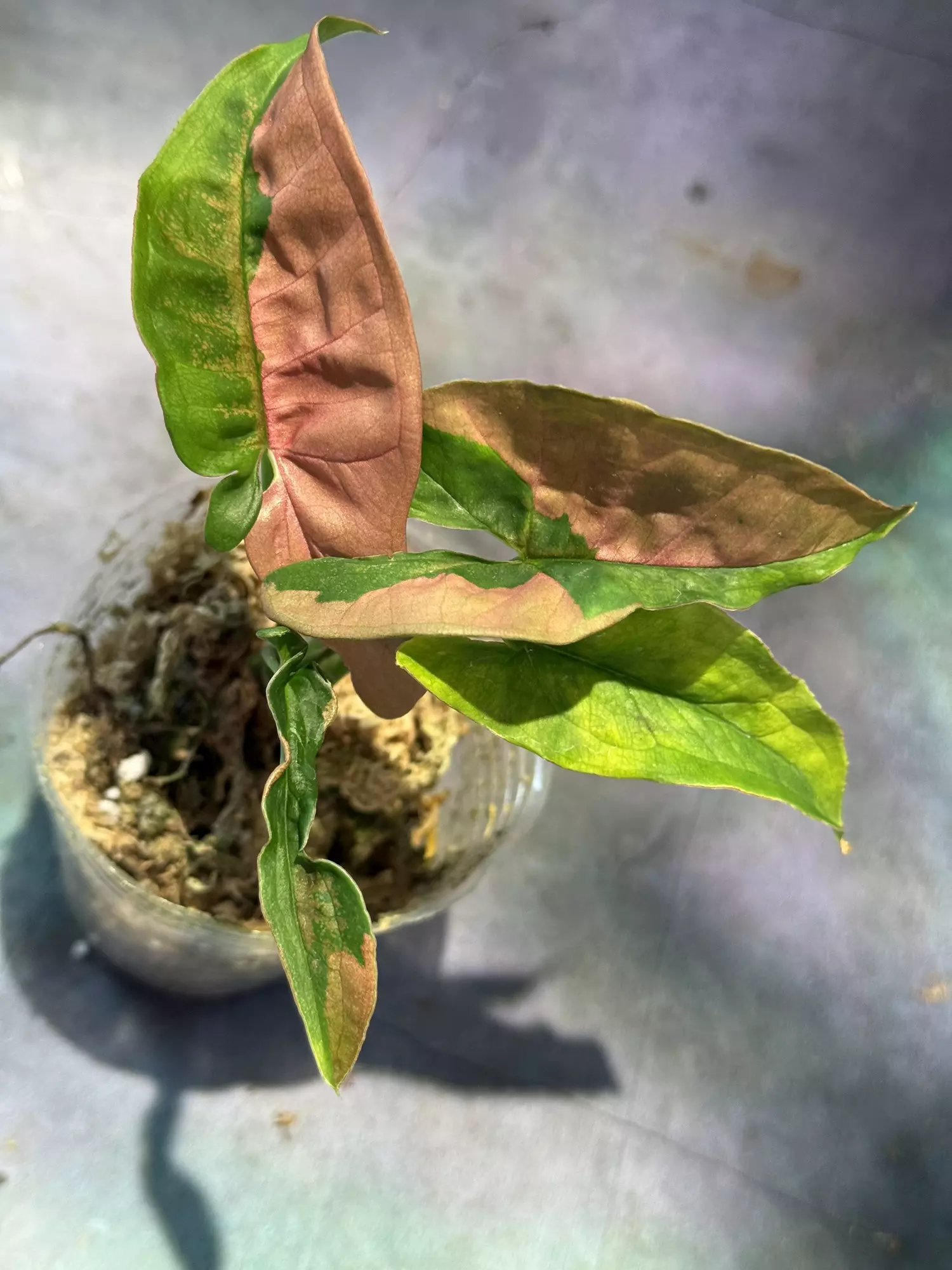 plant/Syngonium pink lava-0