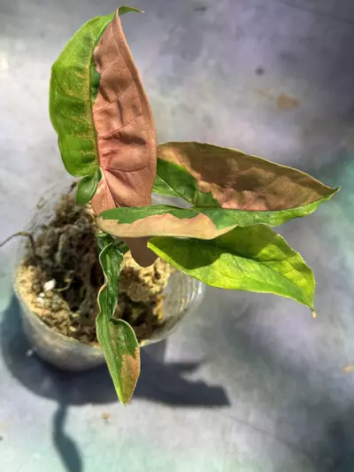 plant/Syngonium pink lava-0-thumbnail