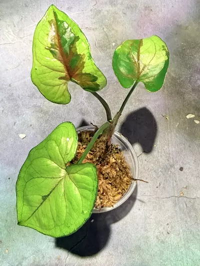 plant/Syngonium brown lava-1-thumbnail