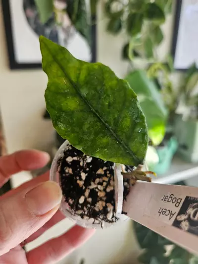 plant/Aceh bogar with new growth-0-thumbnail