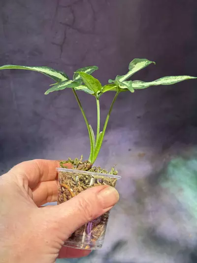 plant/Syngonium little star angustatum-2-thumbnail