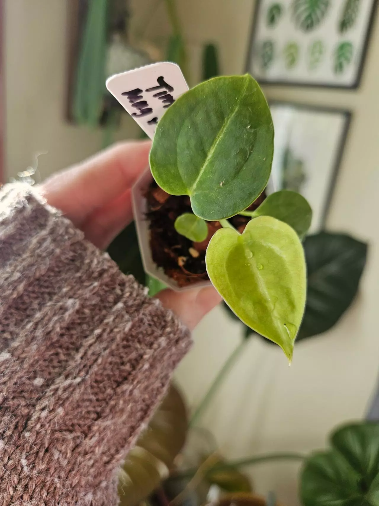 plant/Tim anderson dark mag x skg-0