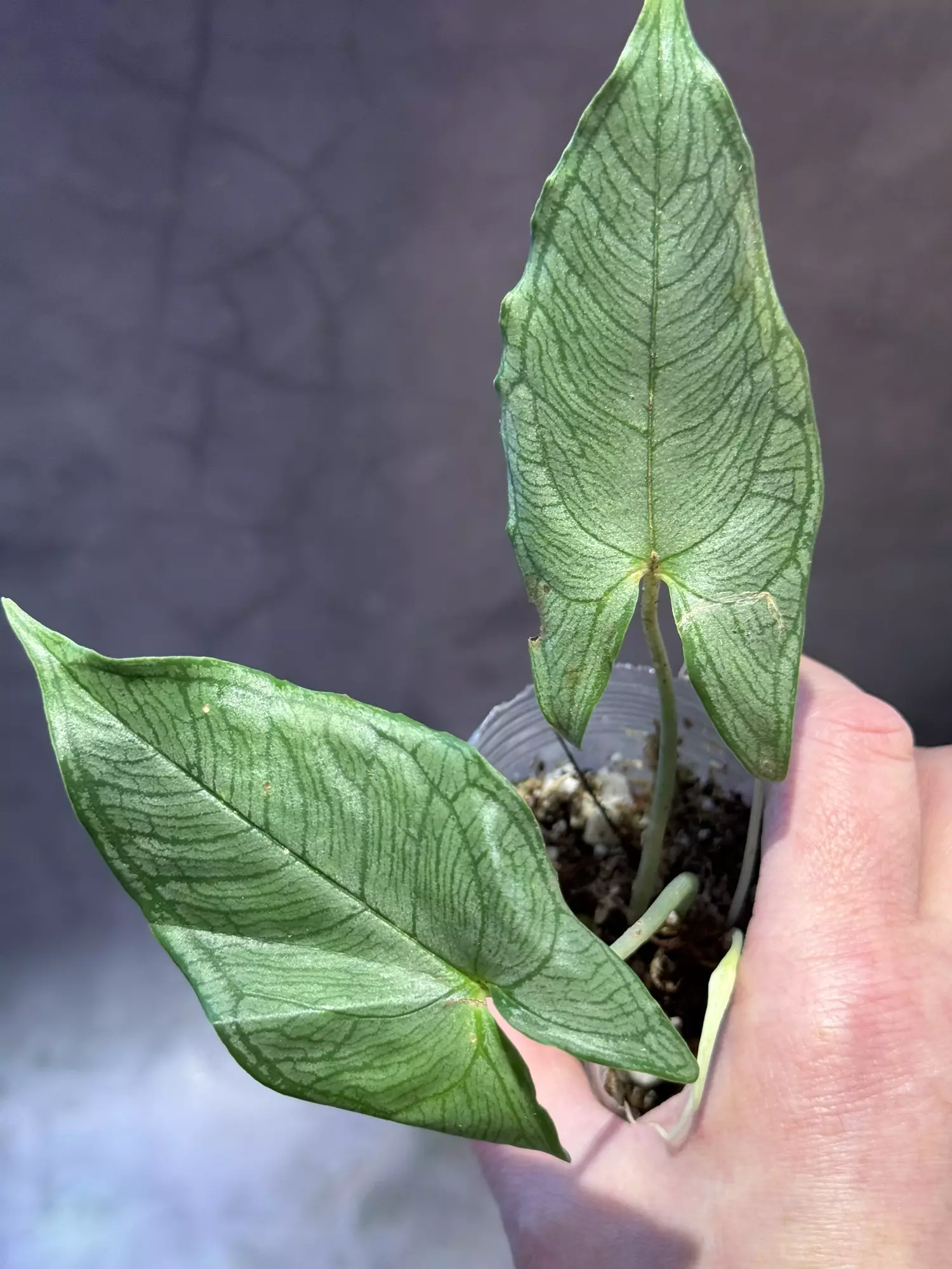 plant/Hapaline appendiculata *terrarium plant-0