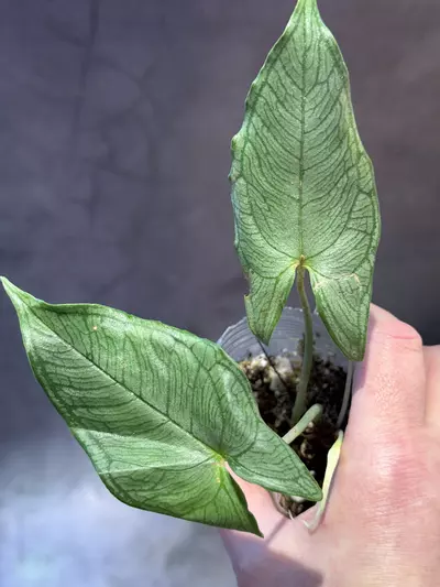 plant/Hapaline appendiculata *terrarium plant-0-thumbnail