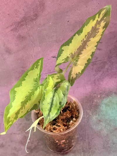 plant/Hapaline celatrix-0-thumbnail