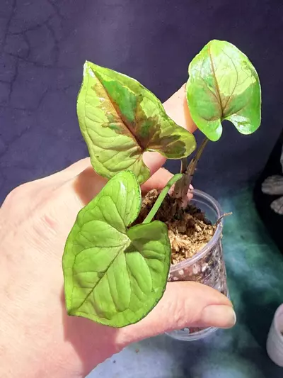 plant/Syngonium brown lava-2-thumbnail