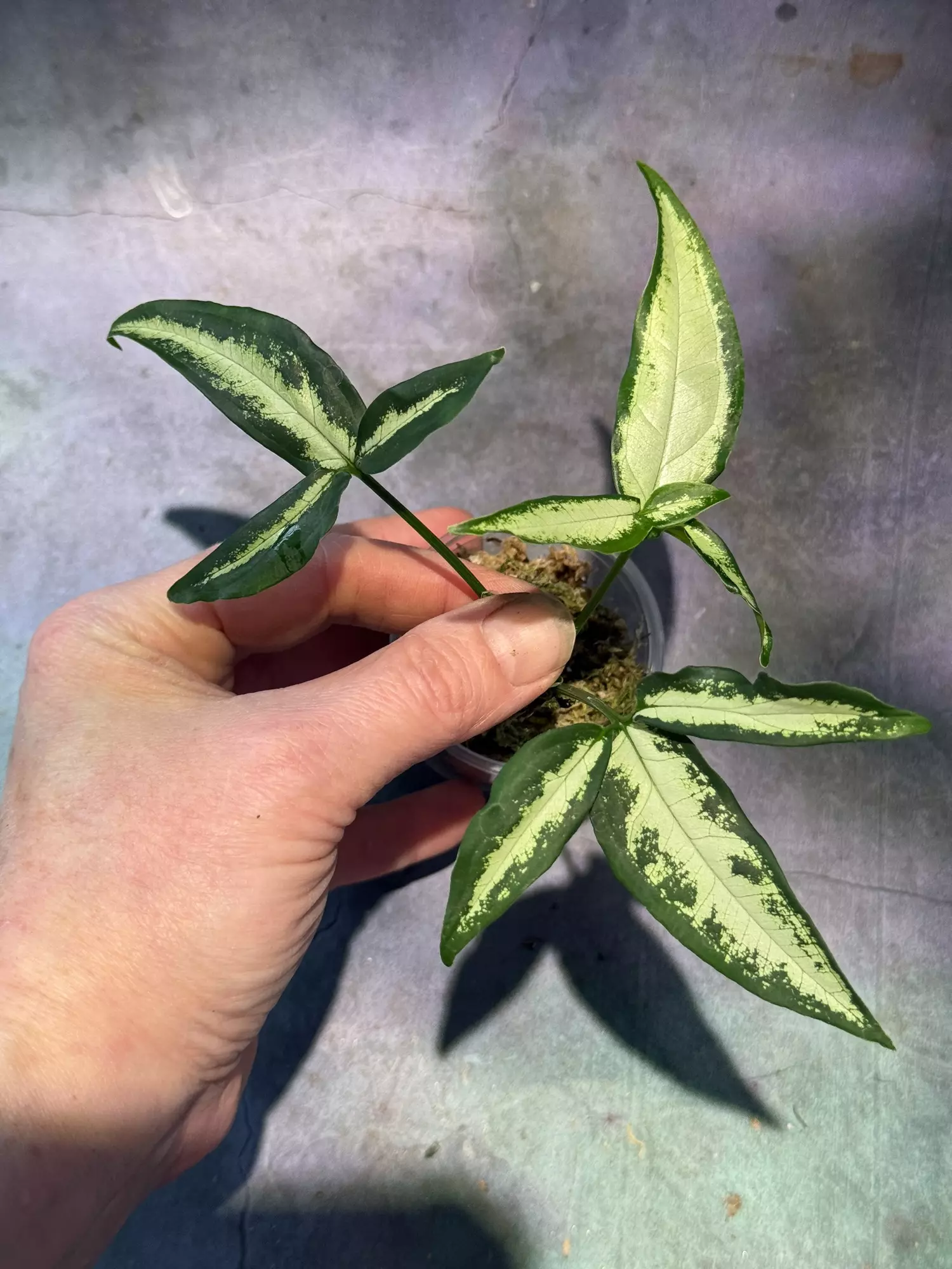 plant/Syngonium little star angustatum-1