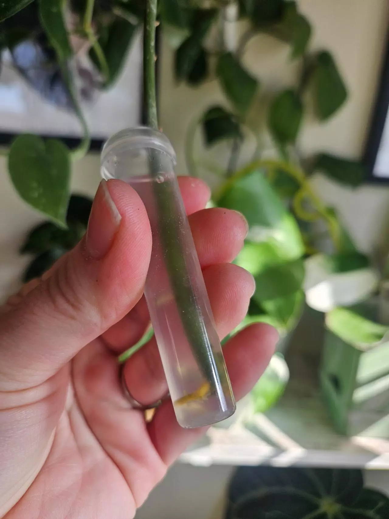 plant/Hoya obovata in water add on only-1