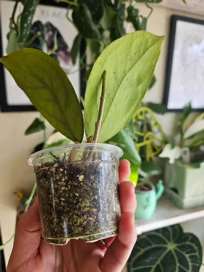 plant/Hoya irina-1-thumbnail