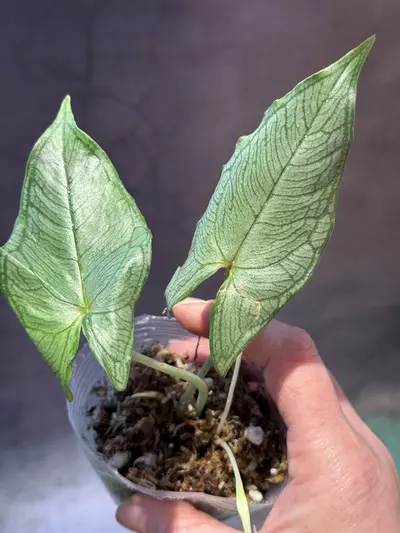 plant/Hapaline appendiculata *terrarium plant-1-thumbnail