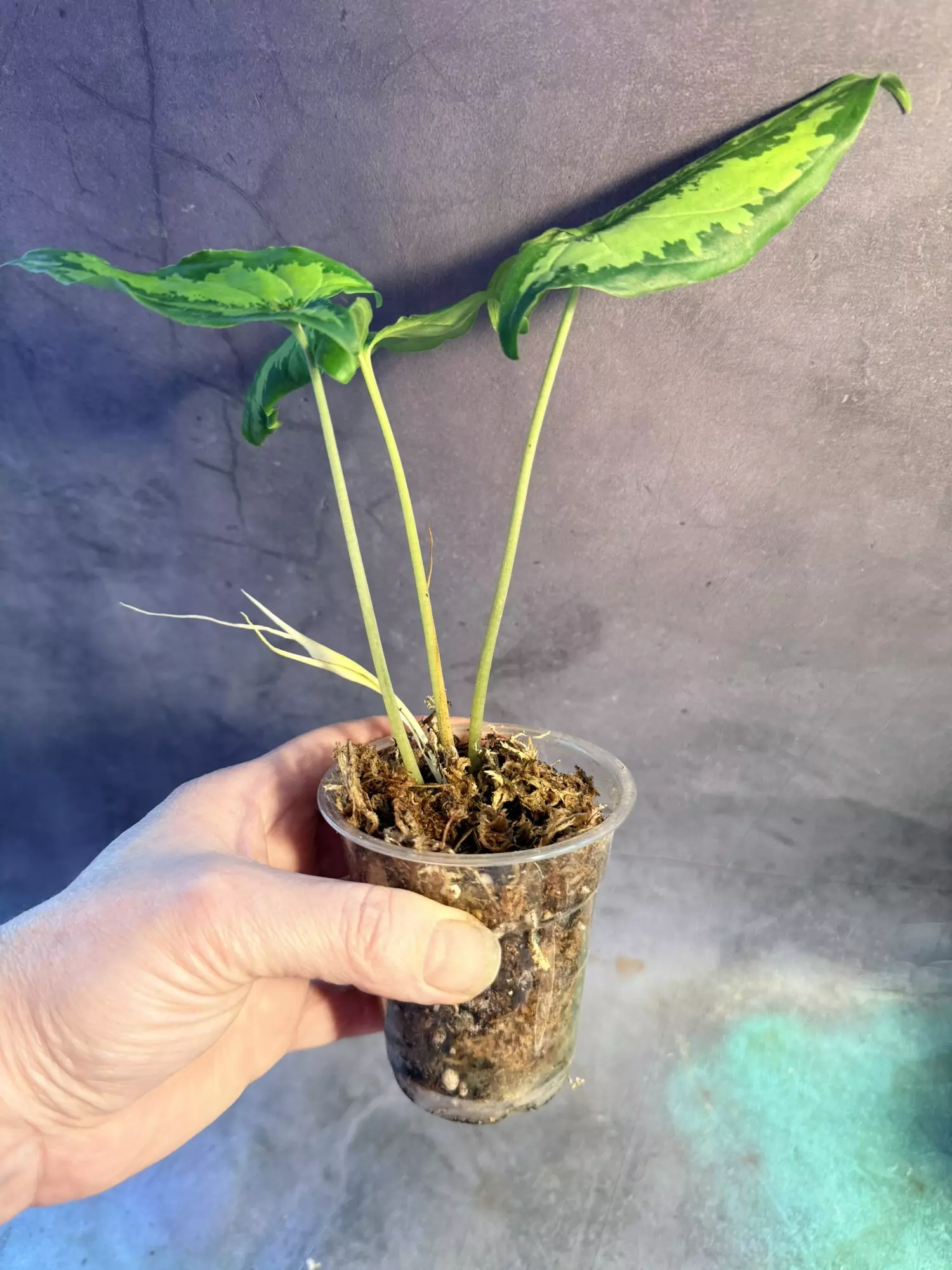 plant/Hapaline celatrix-2