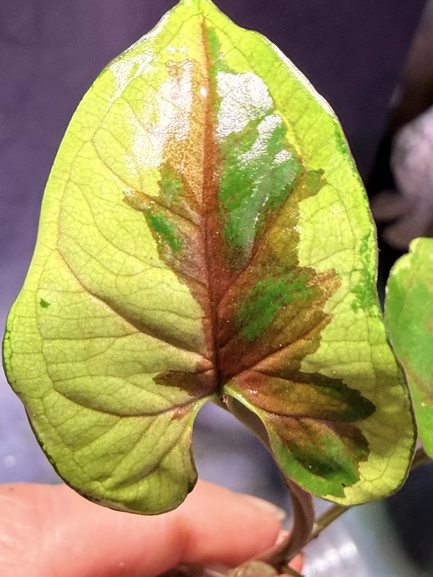 plant/Syngonium brown lava-0