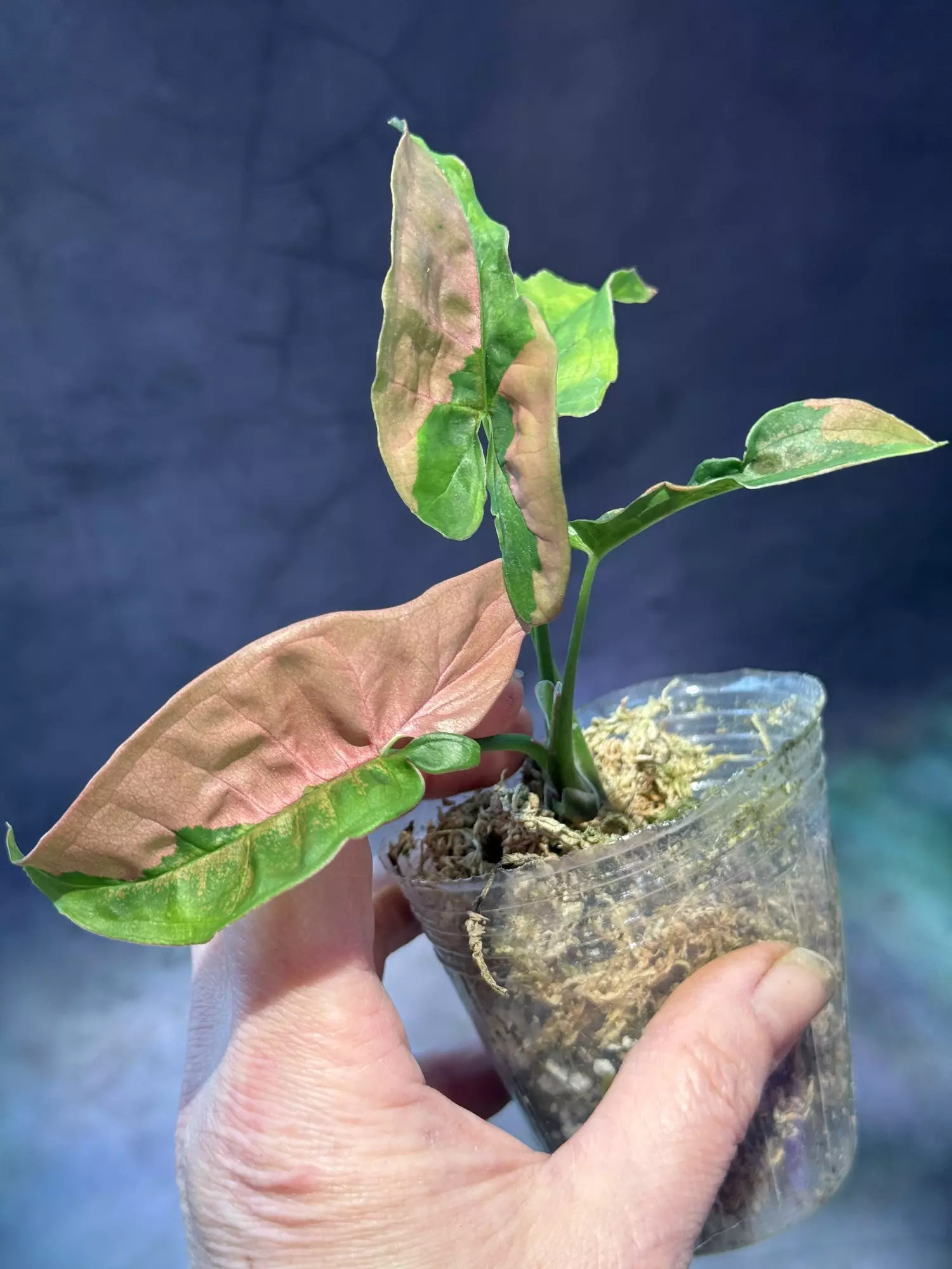 plant/Syngonium pink lava-1