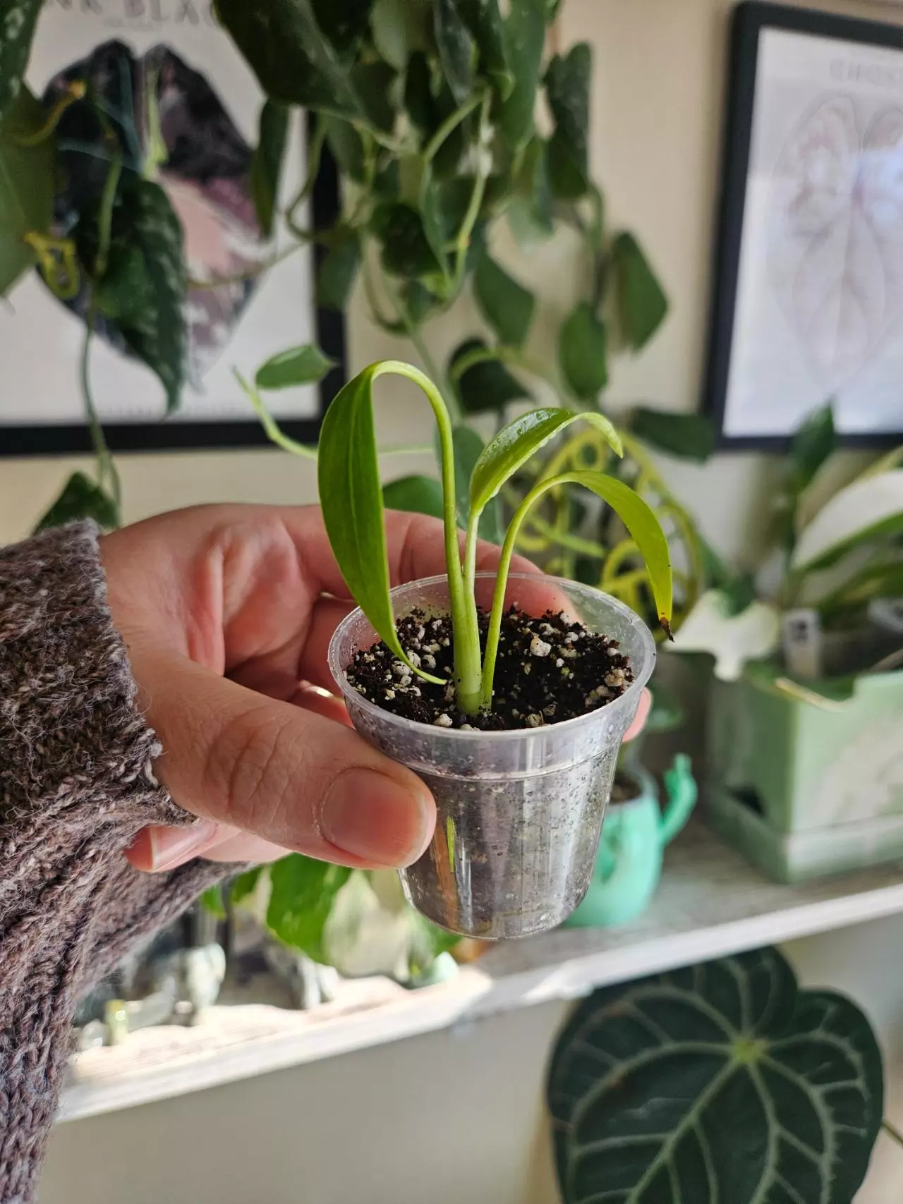 plant/Burlmarx flame-0