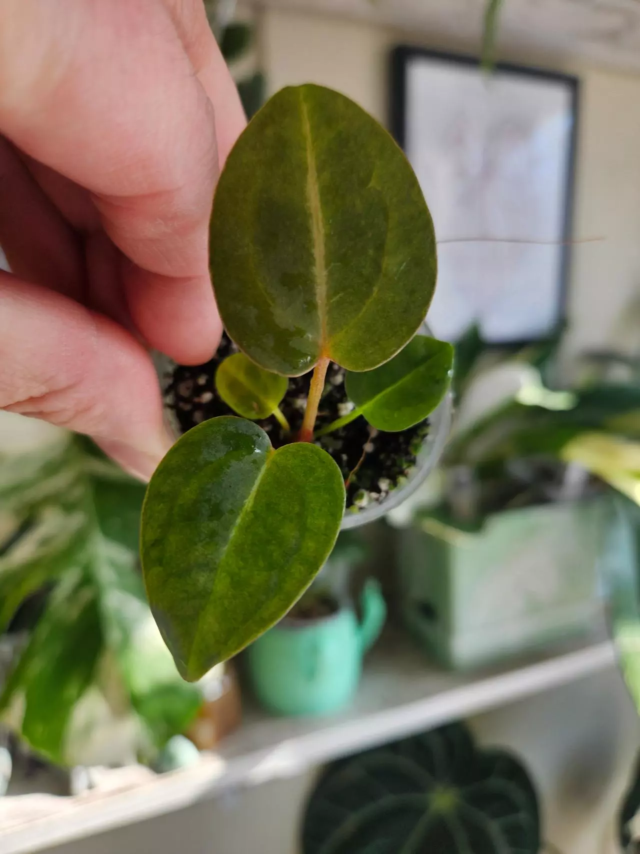 plant/Sams dream x crystal doryaki crystal-0