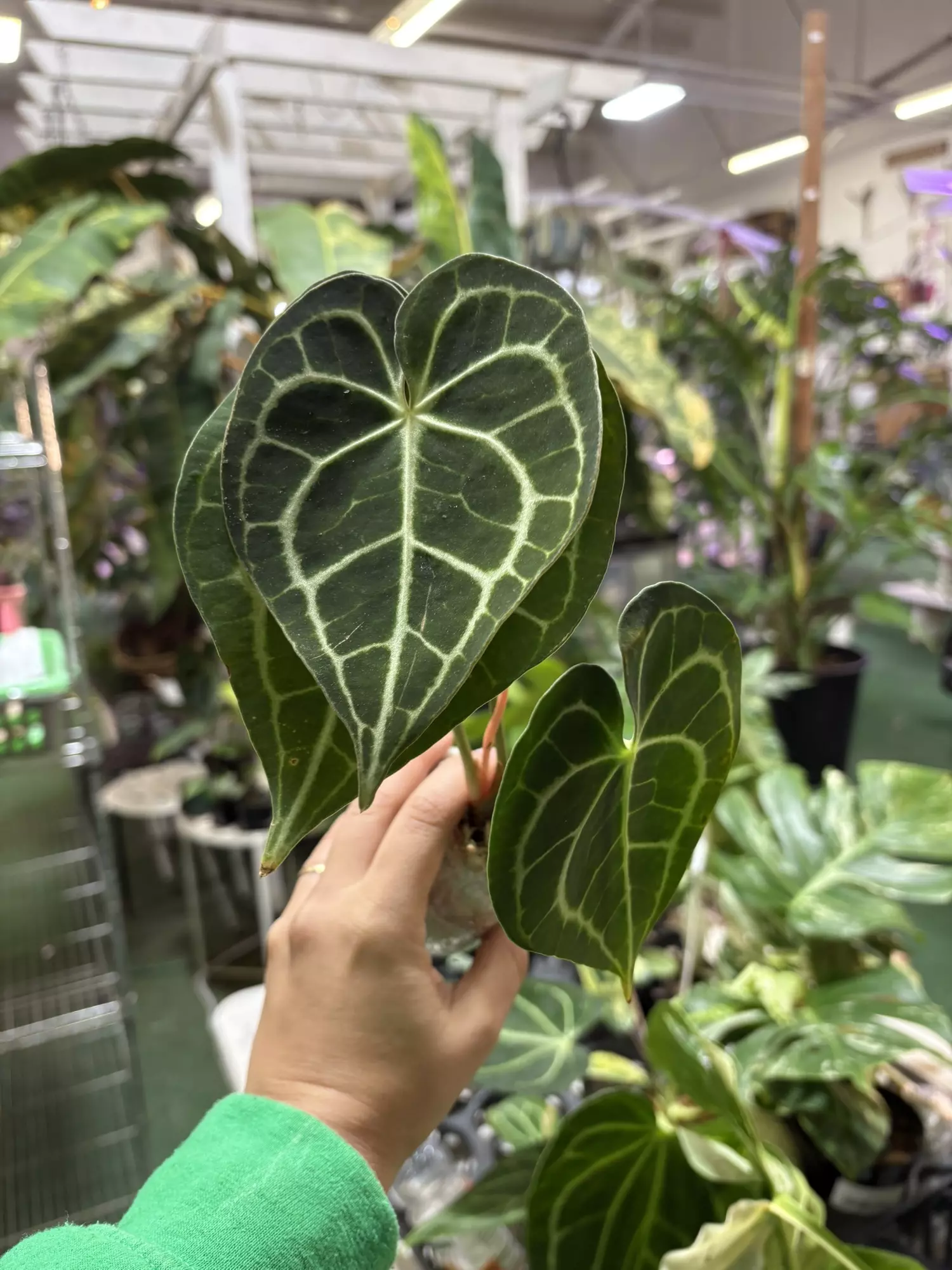 plant/Anthurium clarinervium 4”-0