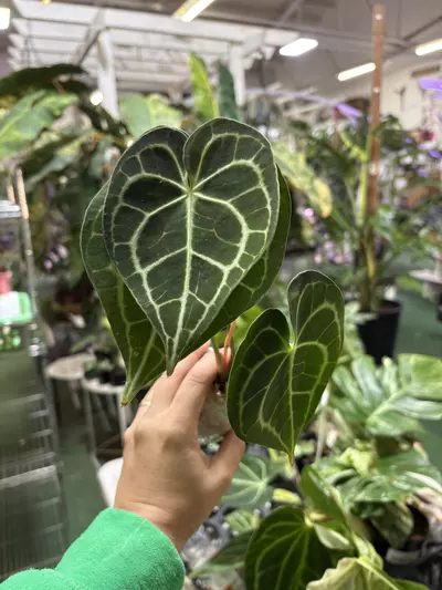 plant/Anthurium clarinervium 4”-0-thumbnail