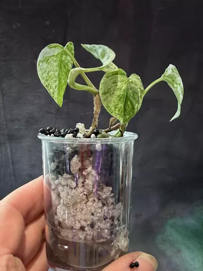 plant/Epipremnum Bali and n self watering pot-1-thumbnail