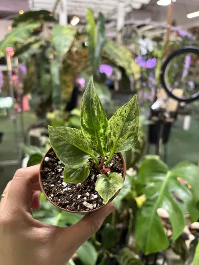 plant/Anthurium birdnest 3”-0-thumbnail