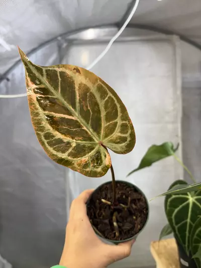 plant/Anthurium Hell boy Variegated 4”-0-thumbnail