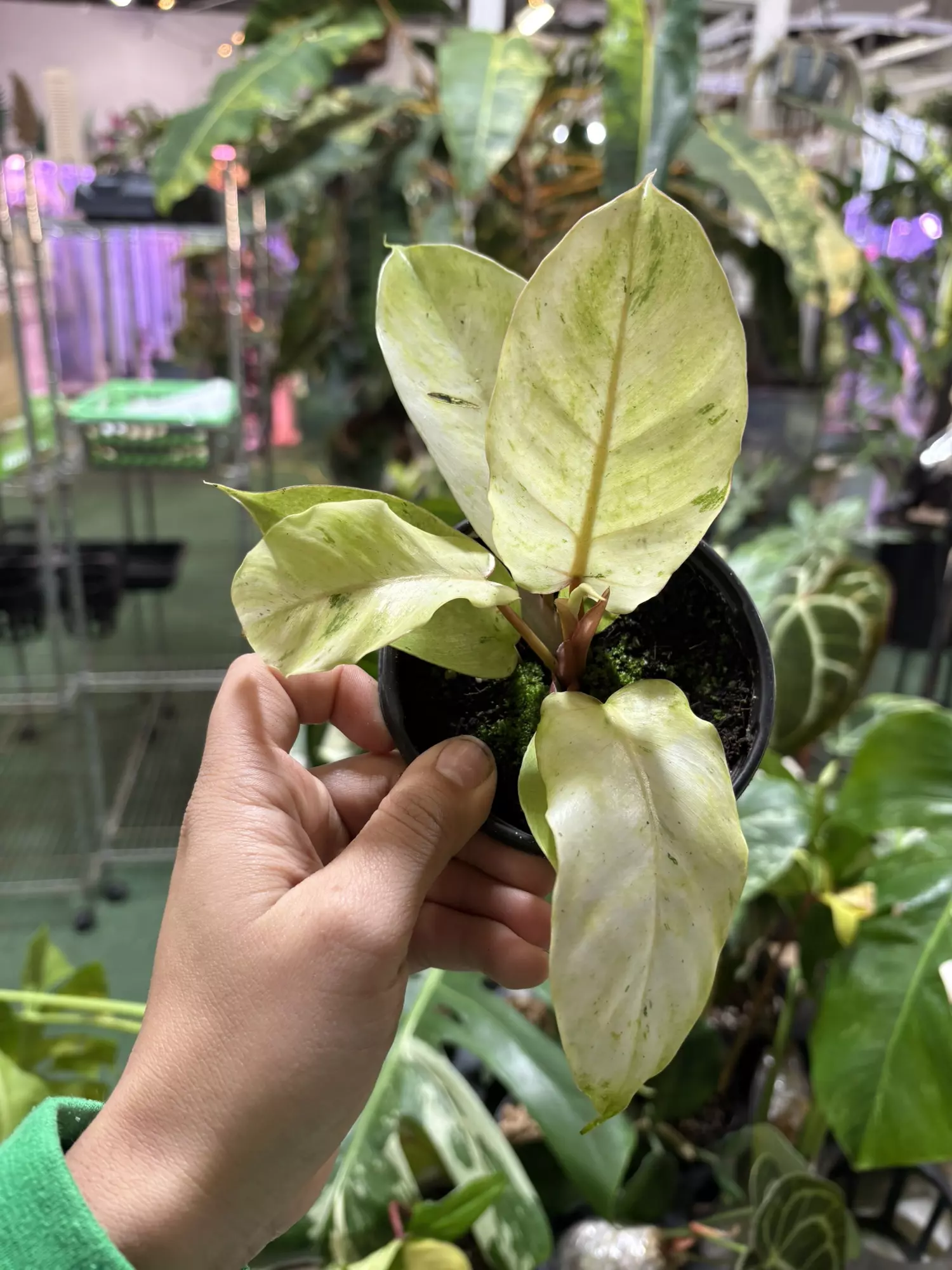 plant/Philodendron snowdrift 4”-0